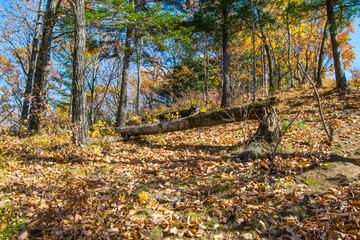the mountain autumn landscape with colorful forest