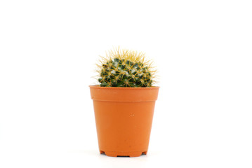 cactus in pot isolated on white background