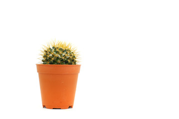cactus in pot isolated on white background