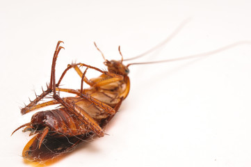 Dead Cockroach isolated on white background, selective focus Contagion the disease, Animal,Plague,Healthy,Home concept.Copy space empty blank for your advertisement design.