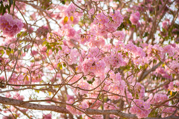 Tabebuia rosea is a Pink Flower neotropical tree