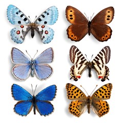 Fototapeta na wymiar Stuffed insects Butterflies collection set