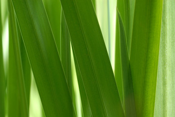 Cattails