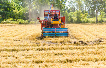 Combine harvester in action on rice field. Harvesting is the process of gathering a ripe crop