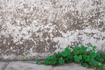 Green leaves clover with old concrete wall background.