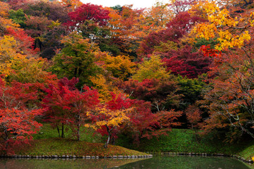 用作公園の紅葉