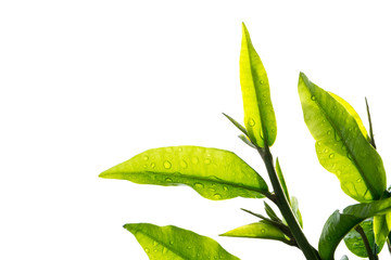 Closeup young leave with water drop on leave against light can see through isolated on white background with copy space.