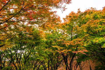 用作公園の紅葉