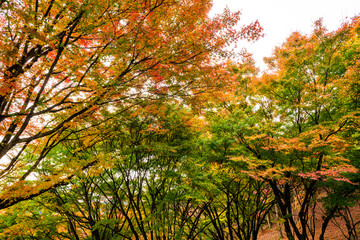 用作公園の紅葉