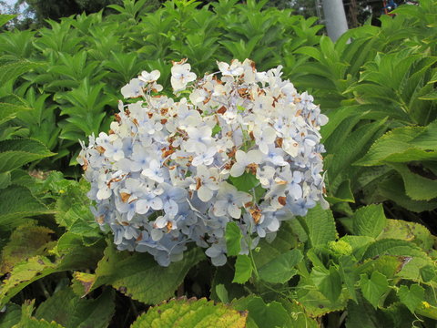 flor blanca crispeta, abierta al amanecer