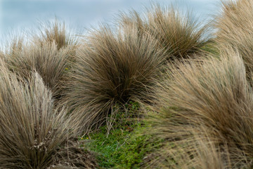 Grass bush in a seashore