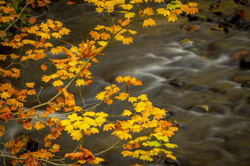 Golden leaves over a rushing stream show off a beautiful autumn scene in the woods