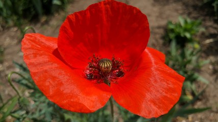 red poppy