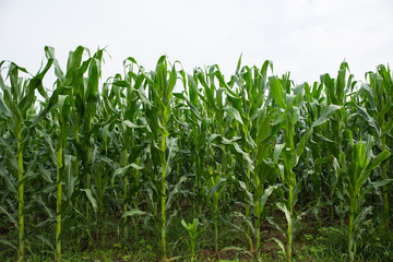 Green Corn Plants In The Field