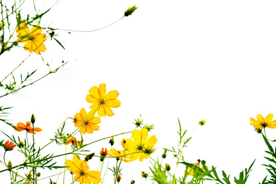 Beautiful cosmos flowers on white background