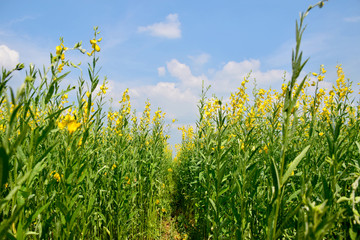 Yellow Flowers Field in nature