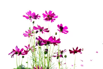 Poster Beautiful cosmos flowers on white background © หอมกลิ่น กล้วยไม้