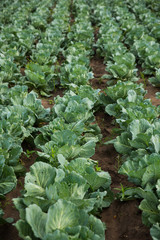 Line Of Cabbage In The Field