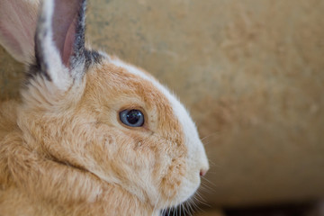 brown rabbit, bunny pet
