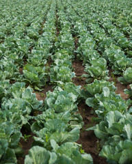Vegetable cultivation - Cabbage