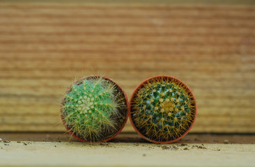 Cactus on wooden background