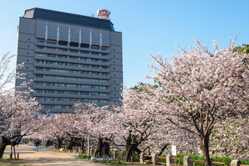 府内城址の桜