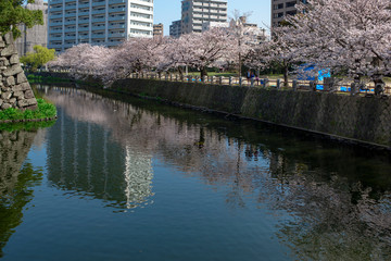 府内城址の桜