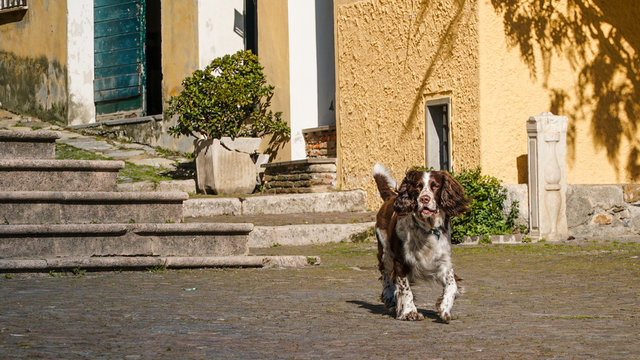 Dog, Brown Spaniel