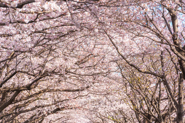 大分川河川敷の桜並木