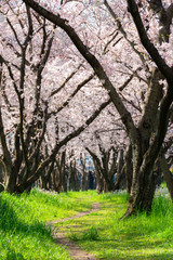 大分川河川敷の桜並木