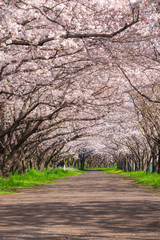 大分川河川敷の桜並木
