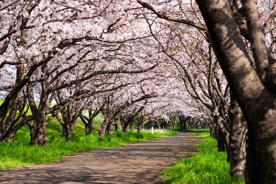 桜並木 の画像 107 505 件の Stock 写真 ベクターおよびビデオ Adobe Stock