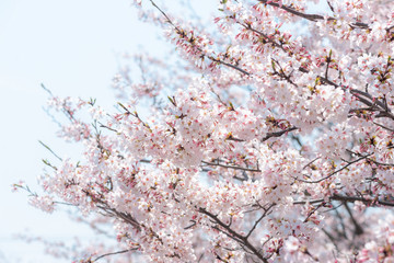 満開の桜