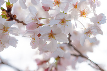 満開の桜