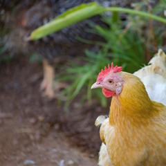 Hen with golden hackle and white feathers