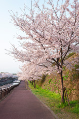 Fototapeta na wymiar 平和市民公園の桜