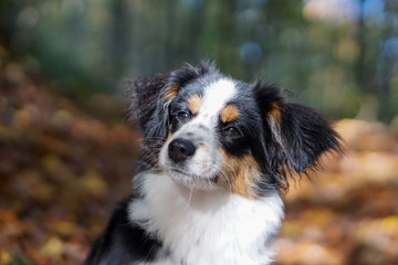 Dog, Miniature Australian Shepherd