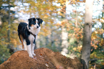 Dog, Miniature Australian Shepherd