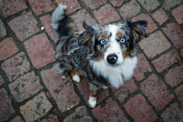 Dog, Miniature Australian Shepherd