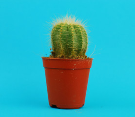 Cactus on blue background