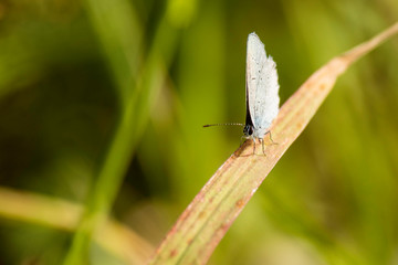 Insectes du marais de Montfort - Grésivaudan - Isère.