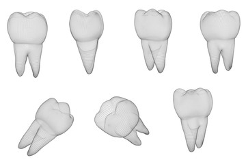 vector set of 3d teeth for dental medicine. isolated on white