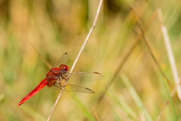Insectes du marais de Montfort - Grésivaudan - Isère.