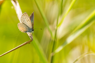 Insectes du marais de Montfort - Grésivaudan - Isère.