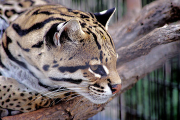 A close-up profile of an ocelot (leopardus pardalis)