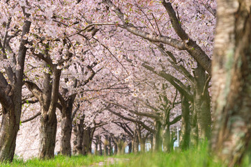 満開の桜並木