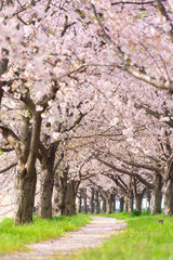 満開の桜並木