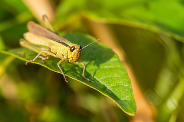 Insectes du marais de Montfort - Grésivaudan - Isère.