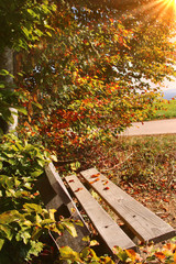 Fototapeta na wymiar Zauberhafte Herbstszene