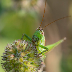 Insectes du marais de Montfort - Grésivaudan - Isère.